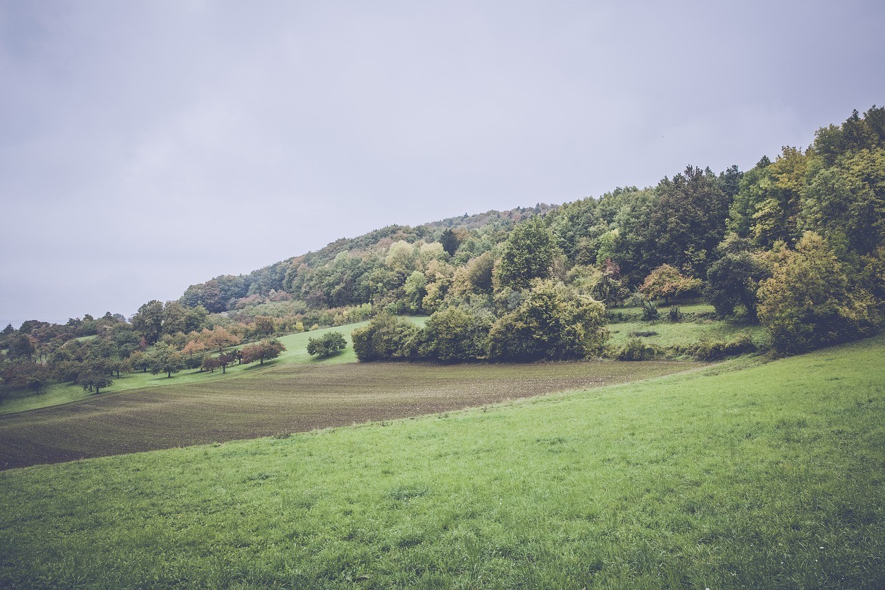 雙鴨山市紅興隆雙鴨山農(nóng)場騷客觀賞魚網(wǎng)店
