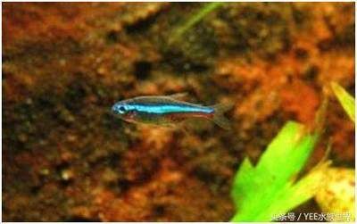 魚缸品牌哪個好？求推薦：如何選擇魚缸品牌 魚缸品牌哪個好？求推薦：如何選擇魚缸品牌 魚缸百科 第4張