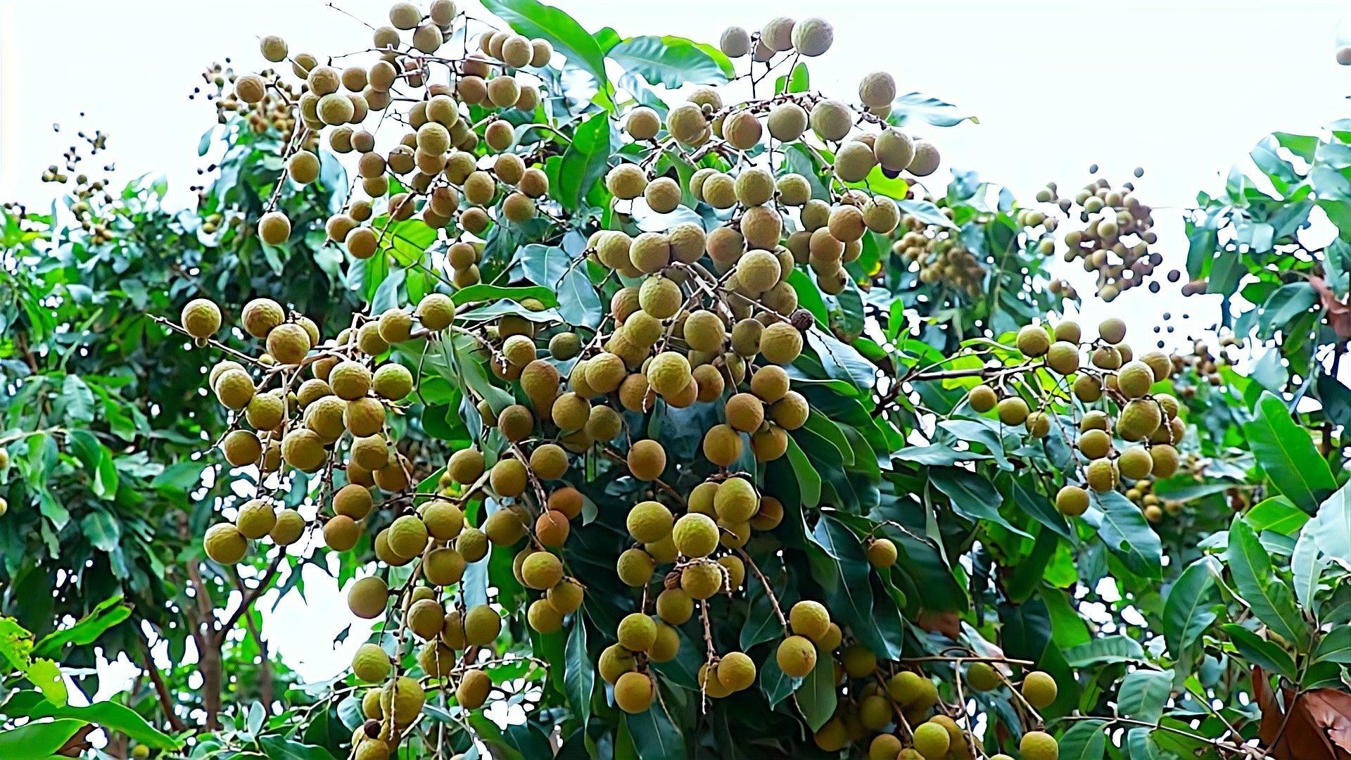 龍眼對眼睛有哪些具體好處？