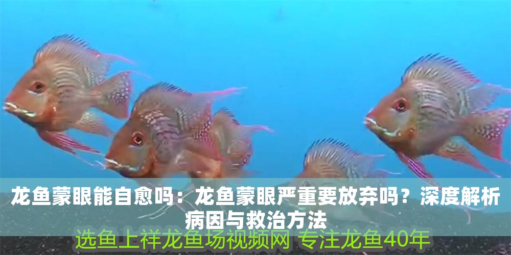 龍魚蒙眼能自愈嗎：龍魚蒙眼嚴重要放棄嗎？深度解析病因與救治方法