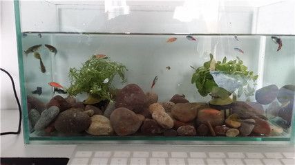 瑪麗魚缸打架：瑪麗魚打架原因分析 瑪麗魚缸打架：瑪麗魚打架原因分析 魚缸百科 第5張