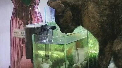 瑪麗魚缸打架：瑪麗魚打架原因分析 瑪麗魚缸打架：瑪麗魚打架原因分析 魚缸百科 第1張