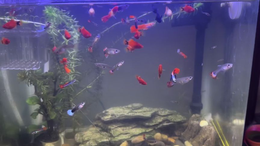 瑪麗魚缸打架：瑪麗魚打架原因分析 瑪麗魚缸打架：瑪麗魚打架原因分析 魚缸百科 第2張