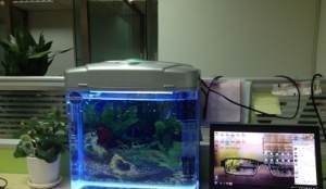 瑪麗魚缸打架：瑪麗魚打架原因分析 瑪麗魚缸打架：瑪麗魚打架原因分析 魚缸百科 第3張