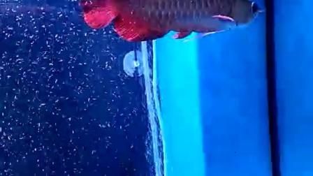 武吉美拉金龍魚怎么樣好養(yǎng)嗎視頻：關(guān)于武吉美拉金龍魚飼養(yǎng)的一些關(guān)鍵信息 武吉美拉金龍魚怎么樣好養(yǎng)嗎視頻：關(guān)于武吉美拉金龍魚飼養(yǎng)的一些關(guān)鍵信息 龍魚百科 第2張