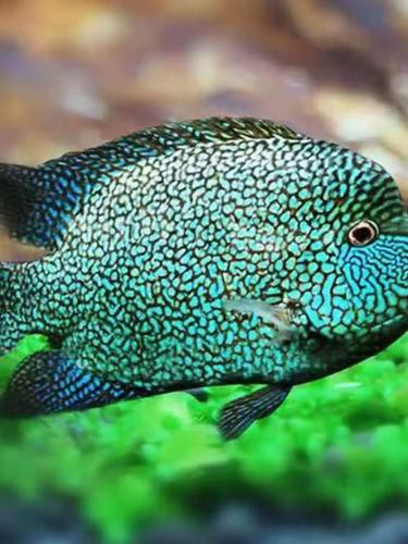 德州豹魚可以和龍魚混養(yǎng)嗎圖片