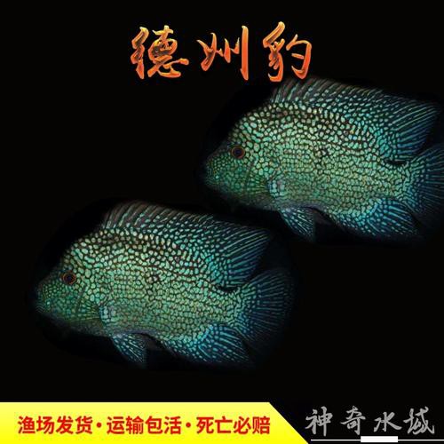 德州豹魚可以和龍魚混養(yǎng)嗎圖片