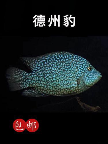 德州豹魚(yú)可以和龍魚(yú)混養(yǎng)嗎圖片