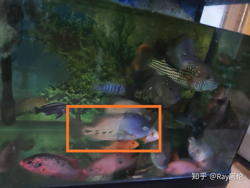德州豹魚可以和龍魚混養(yǎng)嗎圖片