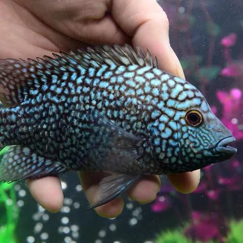 德州豹魚可以和龍魚混養(yǎng)嗎圖片