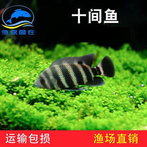 德州豹魚可以和龍魚混養(yǎng)嗎圖片