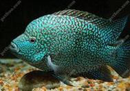 德州豹魚可以和龍魚混養(yǎng)嗎圖片