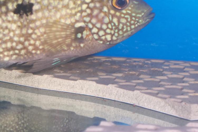 德州豹魚可以和龍魚混養(yǎng)嗎圖片