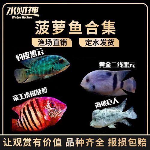 德州豹魚可以和龍魚混養(yǎng)嗎圖片