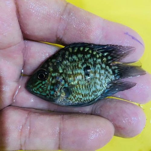 德州豹魚可以和龍魚混養(yǎng)嗎圖片