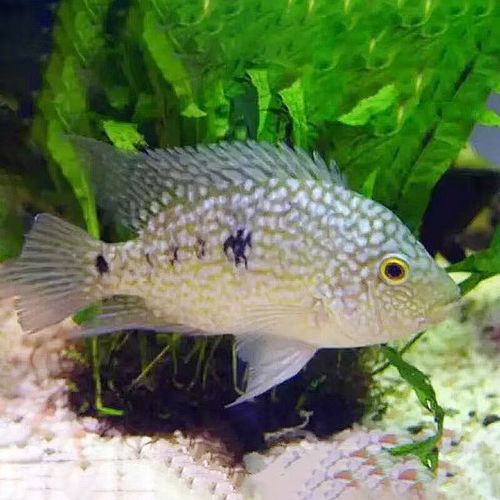 德州豹魚可以和龍魚混養(yǎng)嗎圖片