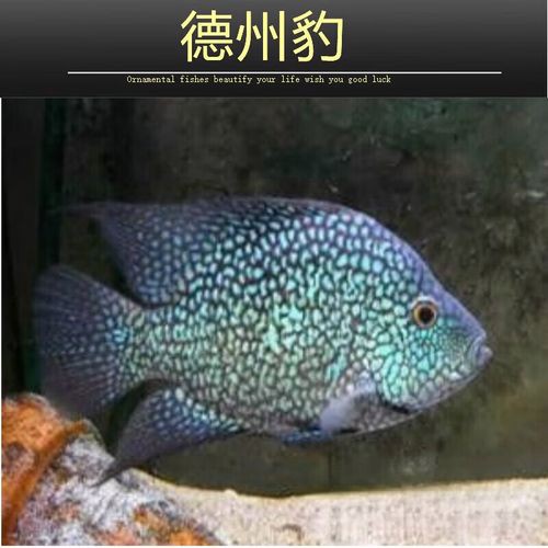 德州豹魚可以和龍魚混養(yǎng)嗎圖片