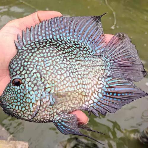 德州豹魚可以和龍魚混養(yǎng)嗎圖片