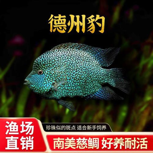 德州豹魚可以和龍魚混養(yǎng)嗎圖片