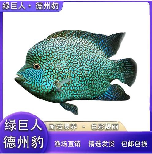 德州豹魚可以和龍魚混養(yǎng)嗎圖片