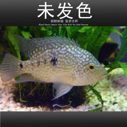 德州豹魚(yú)可以和龍魚(yú)混養(yǎng)嗎圖片