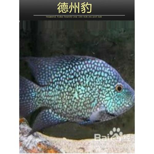 德州豹魚可以和龍魚混養(yǎng)嗎圖片