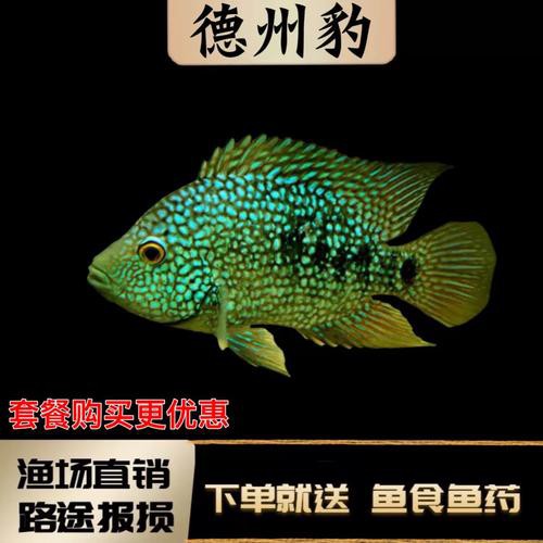 德州豹魚可以和龍魚混養(yǎng)嗎圖片