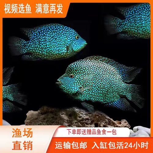 德州豹魚可以和龍魚混養(yǎng)嗎圖片