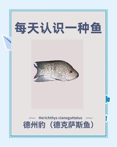德州豹魚可以和龍魚混養(yǎng)嗎圖片