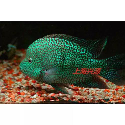 德州豹魚可以和龍魚混養(yǎng)嗎圖片