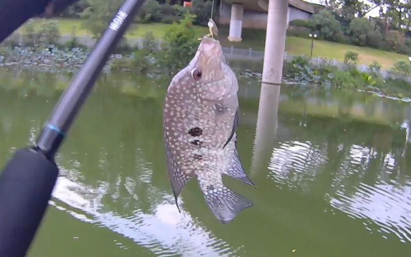 德州豹魚可以和龍魚混養(yǎng)嗎圖片