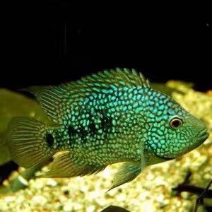 德州豹魚可以和龍魚混養(yǎng)嗎圖片