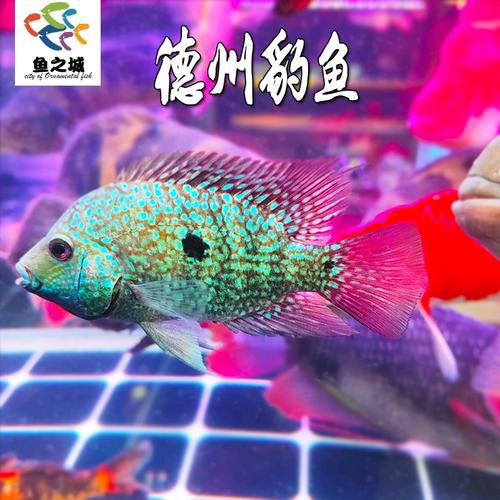 德州豹魚可以和龍魚混養(yǎng)嗎圖片