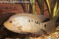 德州豹魚可以和龍魚混養(yǎng)嗎圖片