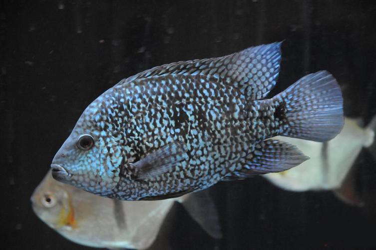 德州豹魚可以和龍魚混養(yǎng)嗎圖片