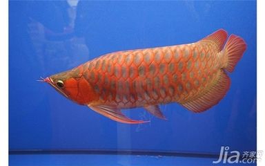 紅龍魚高清（養殖紅龍魚需要注意哪些問題？） 紅龍魚高清（養殖紅龍魚需要注意哪些問題？） 龍魚百科 第4張