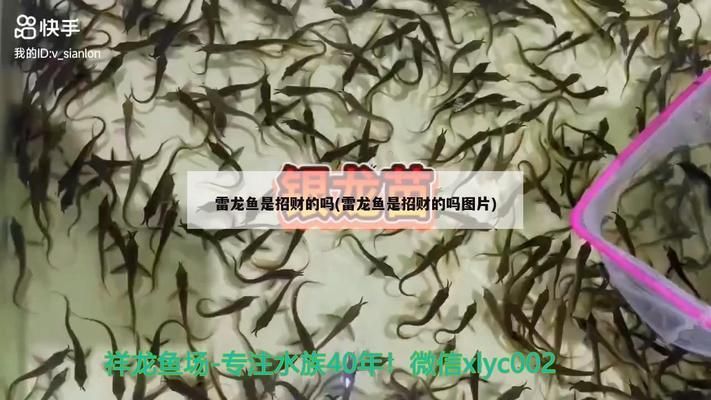 七星雷龍魚是風水魚嗎，七星雷龍魚與風水的關系 七星雷龍魚是風水魚嗎，七星雷龍魚與風水的關系 龍魚百科 第4張