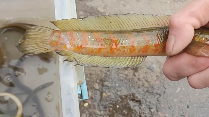 七星雷龍魚是風水魚嗎，七星雷龍魚與風水的關系 七星雷龍魚是風水魚嗎，七星雷龍魚與風水的關系 龍魚百科 第5張