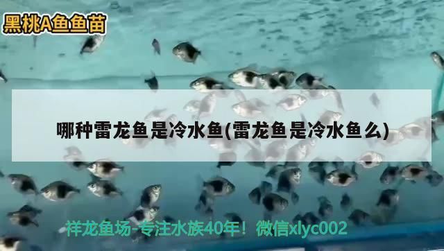 七星雷龍魚是風水魚嗎，七星雷龍魚與風水的關系 七星雷龍魚是風水魚嗎，七星雷龍魚與風水的關系 龍魚百科 第2張