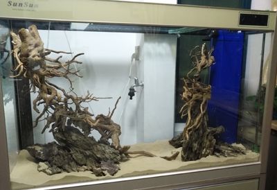 什么木適合放魚缸里：哪些木頭適合放在魚缸里