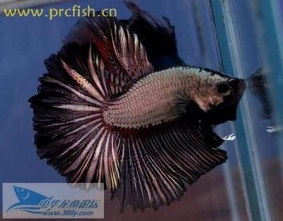 觀賞龍魚好養(yǎng)嗎（觀賞龍魚的養(yǎng)殖難度如何？）