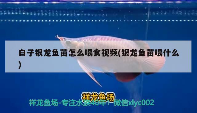 景谷靚彩水族店 景谷靚彩水族店 全國水族館企業(yè)名錄 第2張