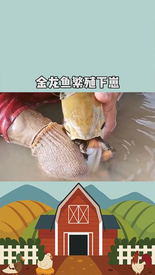 金龍魚張嘴圖片高清大圖