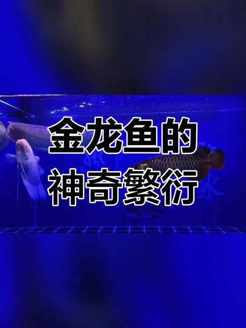 金龍魚張嘴圖片高清大圖