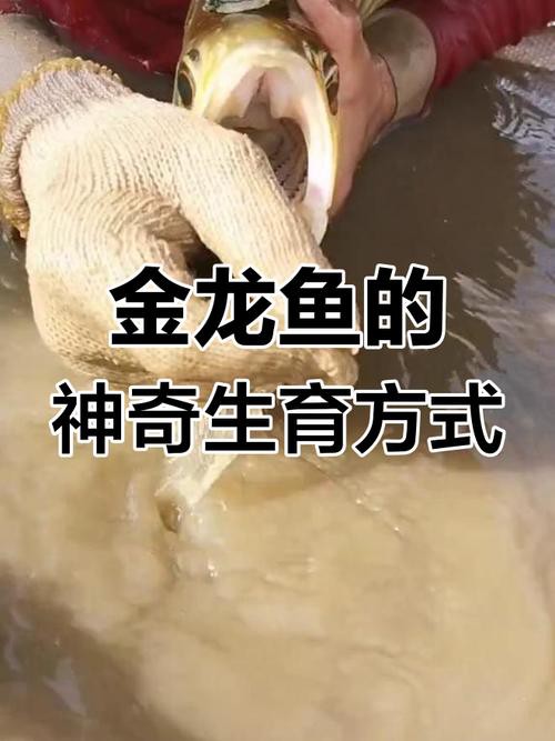 金龍魚張嘴圖片高清大圖