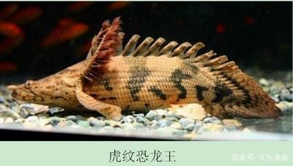 草繩恐龍魚怎么養，草繩恐龍魚的飼養技術 草繩恐龍魚怎么養，草繩恐龍魚的飼養技術 龍魚百科 第5張