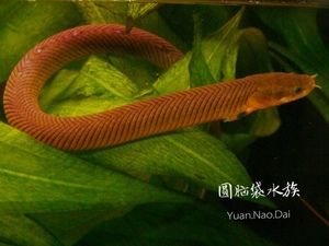草繩恐龍魚怎么養，草繩恐龍魚的飼養技術 草繩恐龍魚怎么養，草繩恐龍魚的飼養技術 龍魚百科 第4張