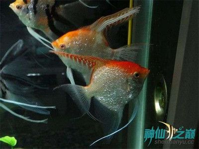 紅綠燈魚在魚缸里不動是怎么回事？：為什么紅綠燈魚在水族箱里不動？ 紅綠燈魚在魚缸里不動是怎么回事？：為什么紅綠燈魚在水族箱里不動？ 魚缸百科 第2張