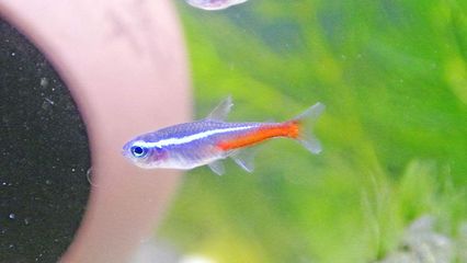 魚缸加熱棒有沒有危險：如何判斷魚缸加熱棒是否安全