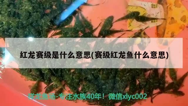 賽級紅龍魚什么意思（紅龍魚比賽評審標準） 賽級紅龍魚什么意思（紅龍魚比賽評審標準） 龍魚百科 第2張